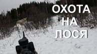Охота НА ЛОСЯ 💥Собака держит лося...