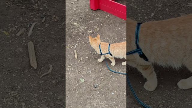 Первая прогулка на улице. #котята #кошка #шорты 4k