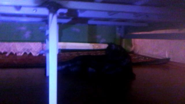 Реакция кошки на паука на радио управлении