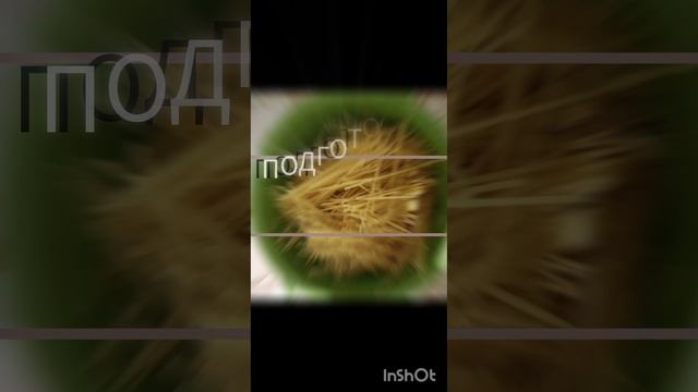 InShot_20241112_194758469.mp4