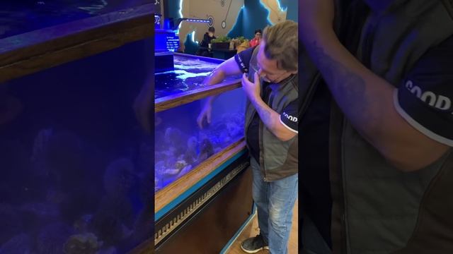 Аквариум устрицы ежи крабы