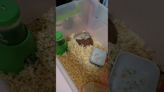 #лимон #animal #cute #pet #животные #хомяк #африка #черепаха