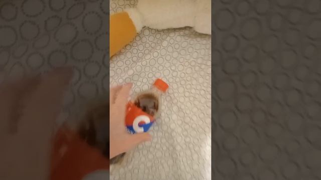 фокус