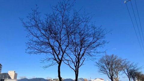 'The Rise of Cyanobacteria' by David Baresch