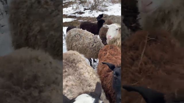 Перевел молодых мам в теплый хлев и сводил Отару овец коз на водопой. Перевез сено.