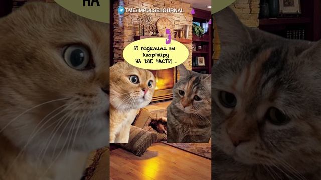 Поровну #мыкотики #вмем #разговор #анекдот #шутки #кот #юмор #смешное #прикольно #мемы #cat