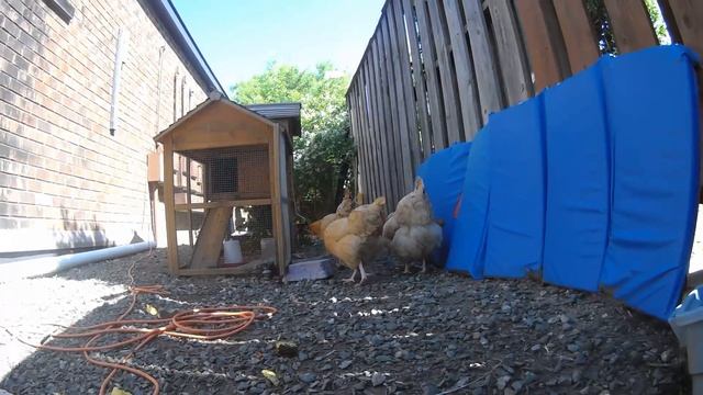 Polaroid Cube Buff Orpington Chickens