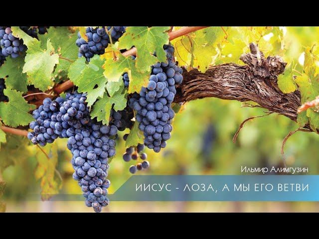Иисус - лоза,  а мы - Его ветви