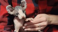 Котенок сфинкс эльф