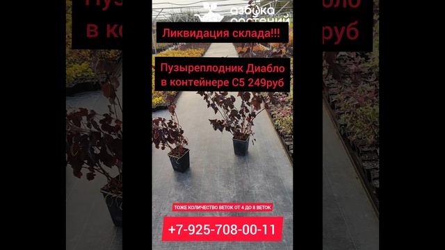 Пузыреплодник Диабло в контейнерах С5