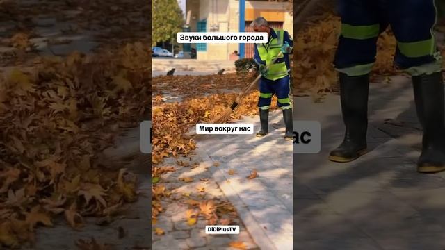 Голоса большого города.