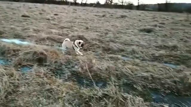 Борюсик и лед