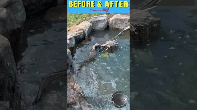 AWESOME Before & After Turtle Pond Build (SHORT)