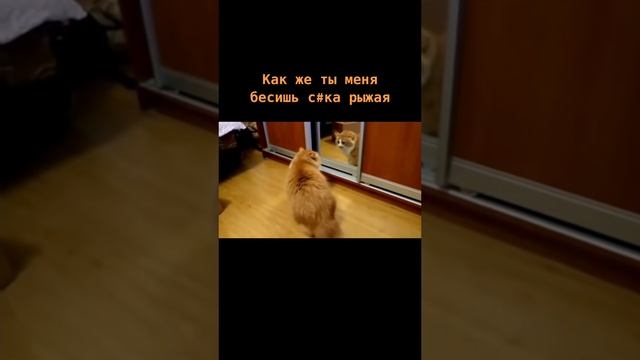 Когда под рукой нет валерьянки