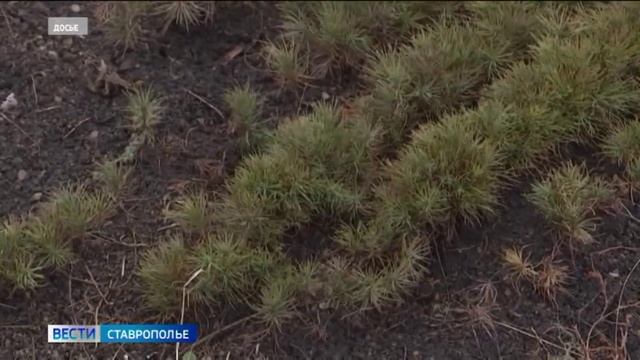 Хвойные леса на Ставрополье под защитой