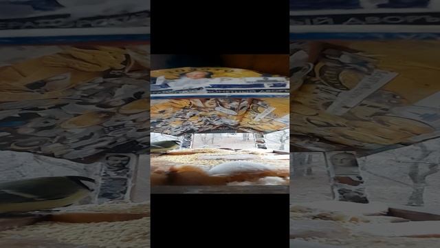 1000034471.mp4Кормушка.04.12.2024г.