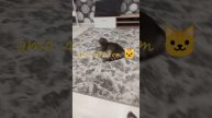 мой кот🐱