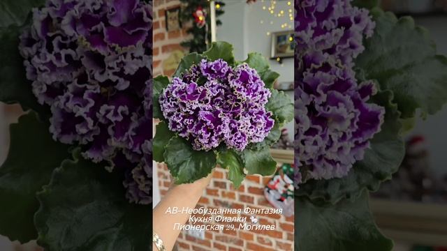 ☕️🐇АВ-Необузданная Фантазия и АВ-Грозовой Фронт. Сравниваем сорта, мне казавшиеся очень похожими.