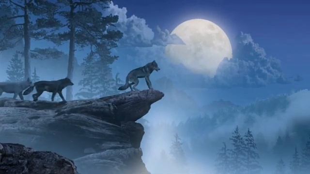 Wolves Howling at the Moon.Футаж вой волков на луну