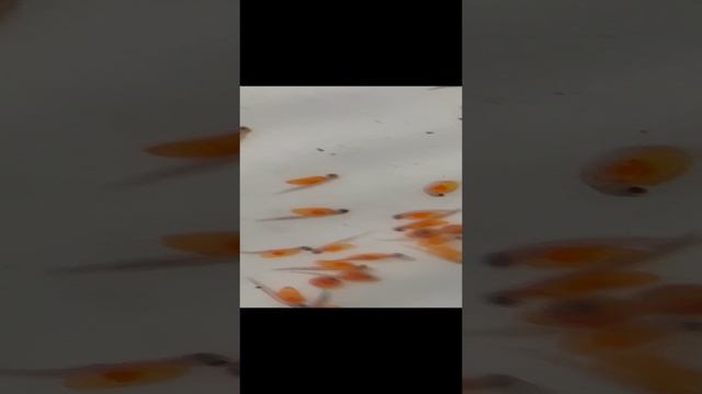 Выклев форели