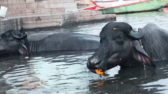 حقيقة أكلة لحوم البشر وحرق الموتى في مدينة فاراناسي في الهند 🇮🇳
