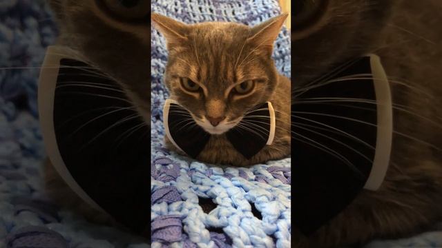 Путешествие с котом. Автомобиль