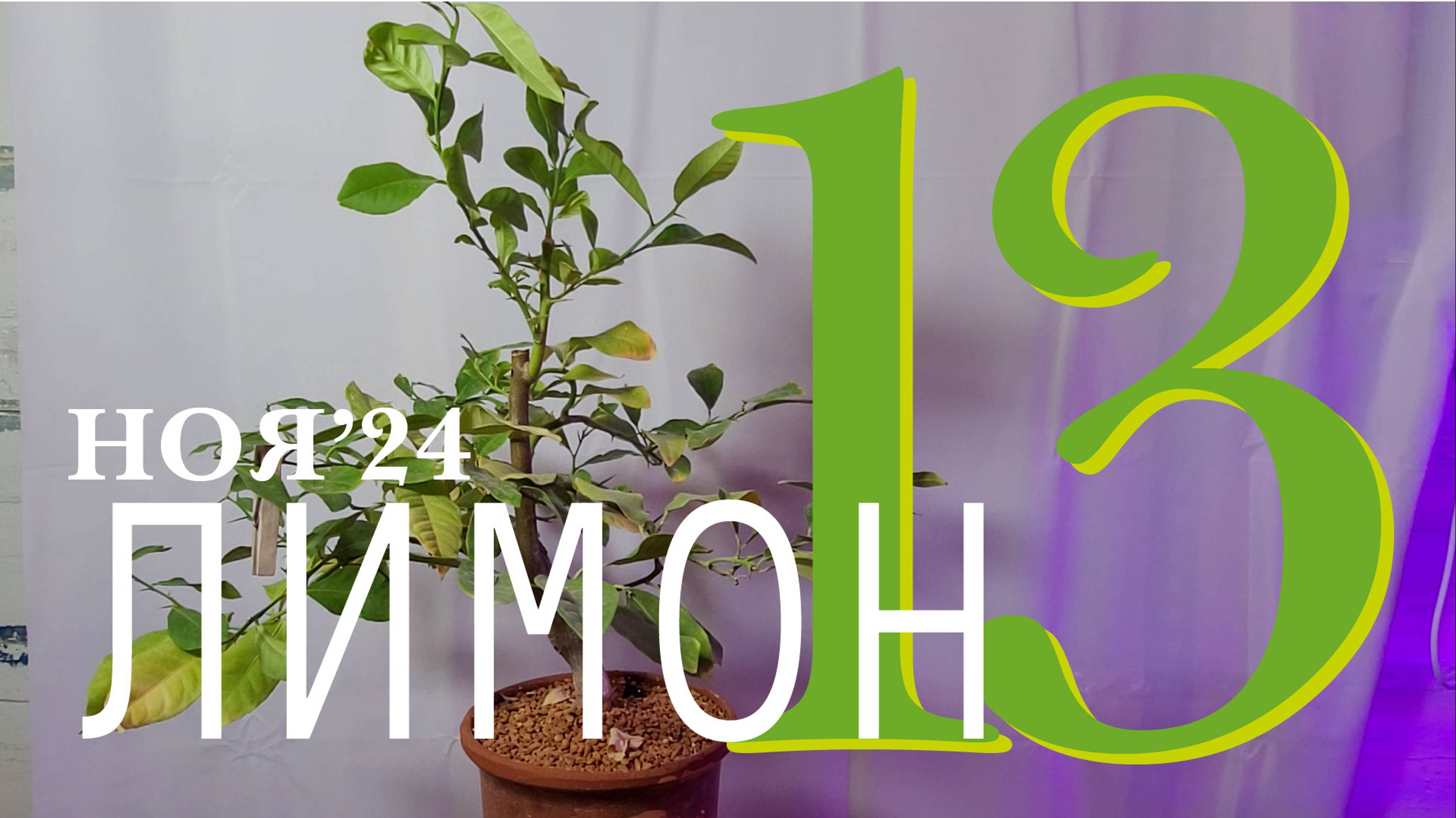 Лимон | Комнатное лимонное дерево. Часть 13 | Ноябрь 2024