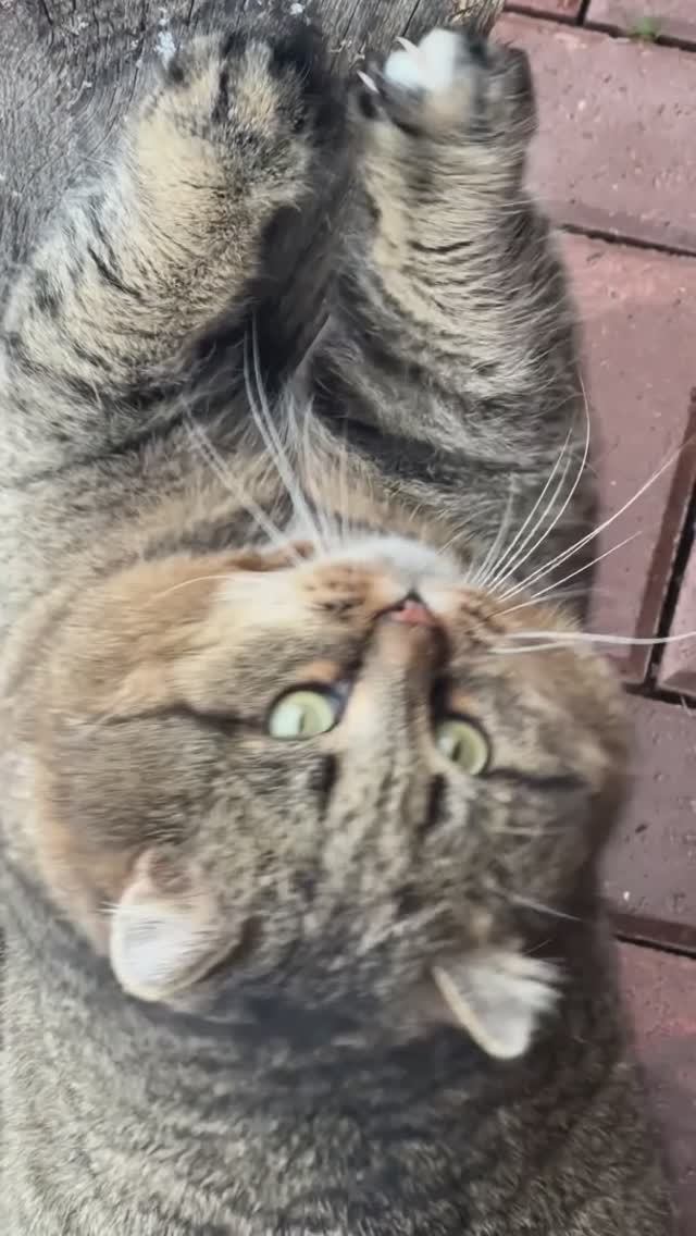 Котики ✨ Милые котики ✨ Лесной кот ✨ Барсик