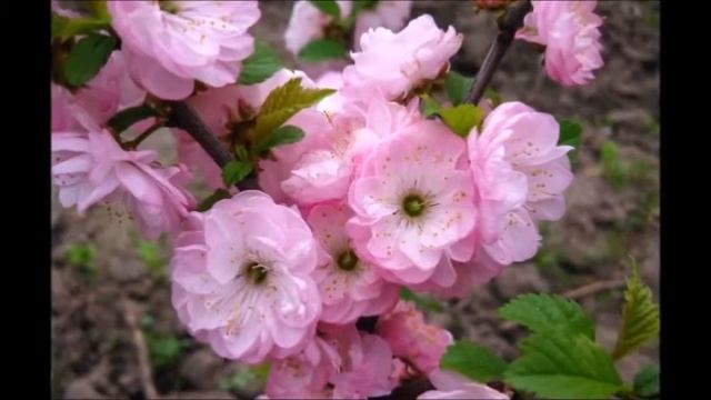 МИНДАЛЬ - исполнение Жанны Вишняковой Арс