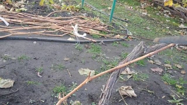 Виноград. Вот и пришло время обрезки.