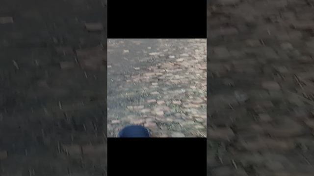 гуляем с Якуром в лесу