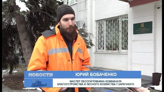 У администрации Заречного срубят шесть елей