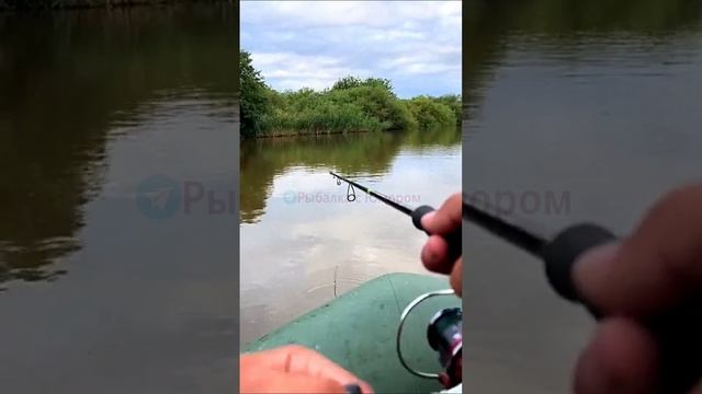 Видели как клюёт щука на 15 кг.?!☝️🙄