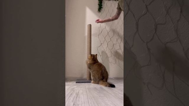 надо вот так 😸