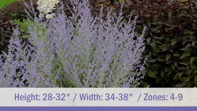 Denim 'n Lace Russian Sage | Walters Gardens