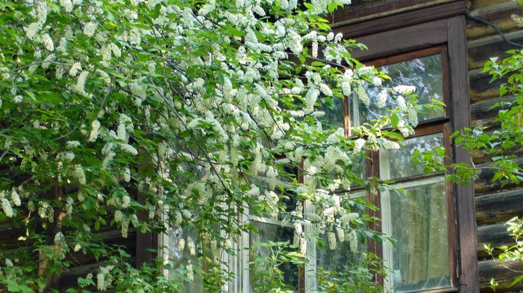 Под  окном  черёмуха  колышется. Поёт  Валентина Дробышева