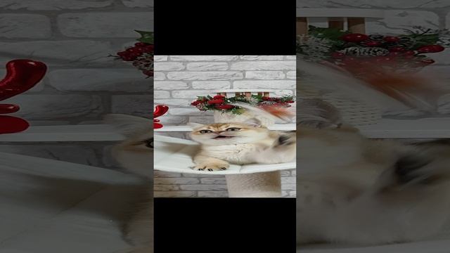 Шотландский котенок страйт Космик