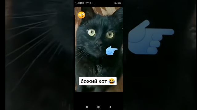 Божий кот...