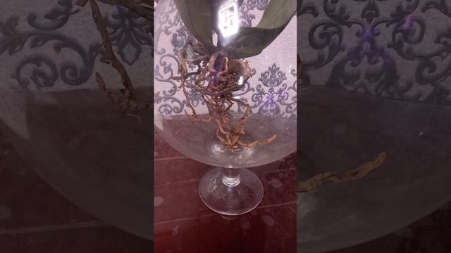 Архидея с открытой корневой