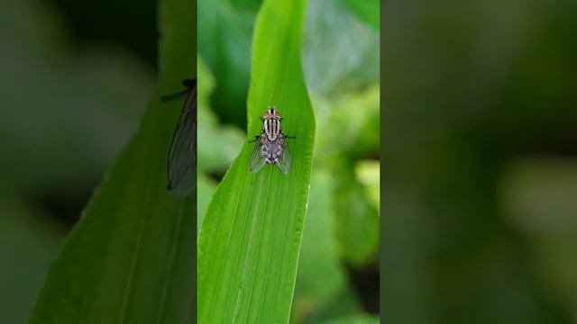 Insectology : The study of the relationship b/w insects and humans.