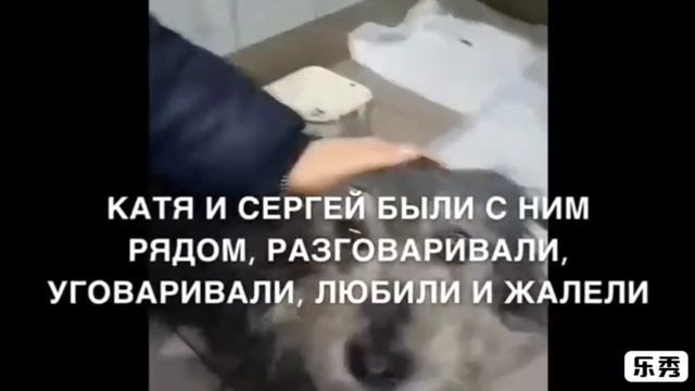 НАШ БУДУЛАЙ❤️Спасение собаки попавшей под поезд!