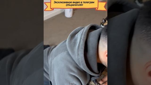 Ревнивые кошки