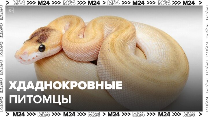 Москвичи начали активно заводить змей в качестве домашних питомцев - Москва 24