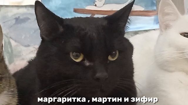 2 кота и кошечка 😉 
(три цветка три дочери )