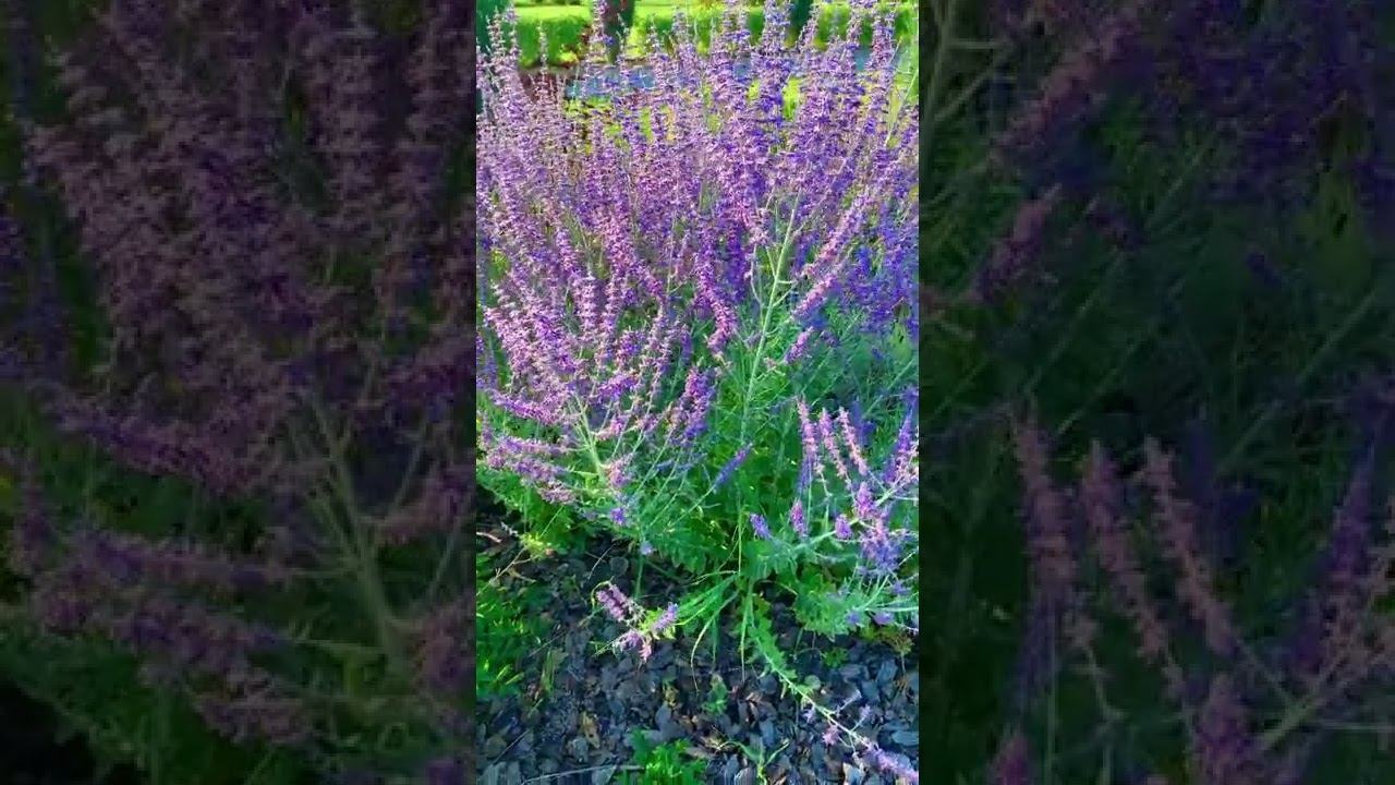 Озеленение парка. Вечер, красивые краски заходящего солнца. Саушкин парк г. Сызрань