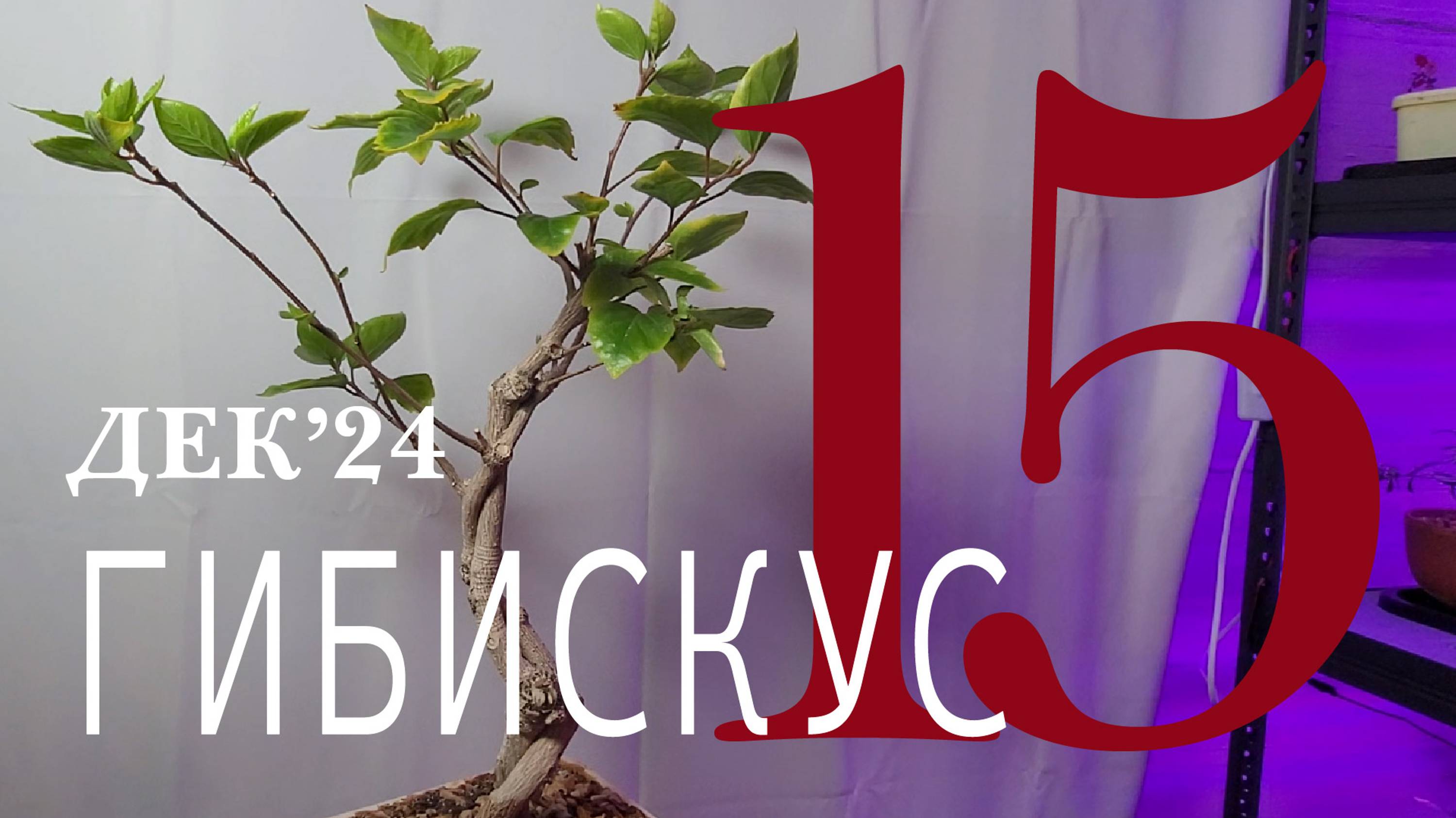 Гибискус. Как сделать бонсай дома. Часть 15 | Ноябрь 2024