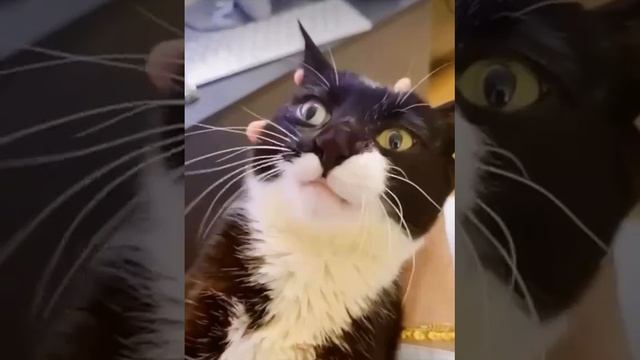 ням ням 😺