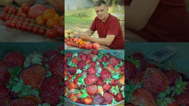 Прибавка урожая картофеля