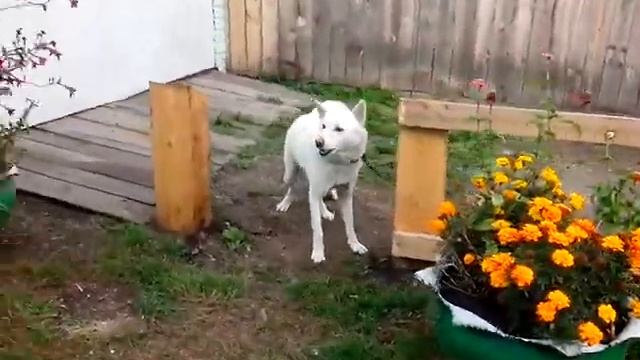 Собака смерти (часть2)