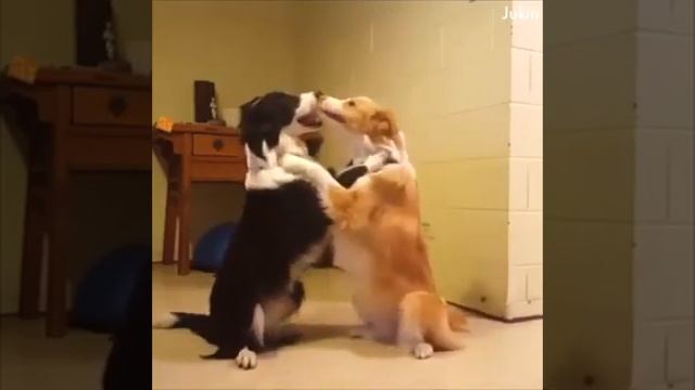 Поцелуи и обнимашки забавных животных